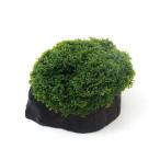( водоросли )* выращивание settled * premium зеленый Moss порез . АО коряга LOW модель S размер ( подводный лист )( нет пестициды )(1 шт )