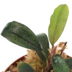 ( водоросли )bsefa Land lasp. Silvia ( нет пестициды )( водный лист )(1 АО )