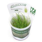 ( водоросли ) организация разведение GROWOW!ja Ian to волосы - стакан ( нет пестициды )(1 cup )