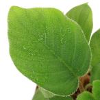 �i�e�����E���j�X�L�X�}�g�O���b�e�B�X�@�L���A�[�^�i�P�|�b�g�j�@�k�C���E��B�q��֗v�ۉ�