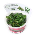 ( водоросли ) организация разведение GROWOW! Anubias Dragon Claw ( нет пестициды )(1 cup ) B26 TC