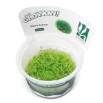 ( водоросли ) организация разведение GROWOW!lisia( нет пестициды )(1 cup )
