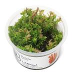 ( водоросли ) организация разведение 1-2-GROW!ro треска wa Ricky Toro pika производства ( нет пестициды )(1 cup )