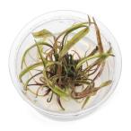 ( водоросли ) организация разведение Mini cup Cryptocoryne n- Lee ( нет пестициды )(1 cup )