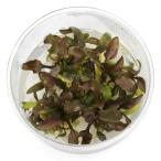 ( водоросли ) организация разведение Cryptocoryne unte.la-ta красный ( нет пестициды )(1 cup )