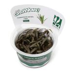 ( водоросли ) организация разведение GROWOW! Cryptocoryne s стойка белка Tiger ( нет пестициды )(1 cup )