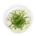 ( водоросли ) организация разведение Cryptocoryne Pal va Mini cup ( нет пестициды )(1 cup )