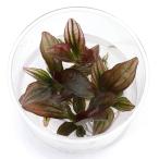 ( водоросли ) организация разведение Echinodorus красный хамелеон ( нет пестициды )(1 cup )