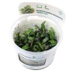 ( водоросли ) организация разведение denali -bsefa Land lami Clan sa игла leaf ( нет пестициды )(1 cup )
