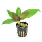 ( террариум )bi шероховатость um растения pot kalisiafla gran s( нет пестициды )(1 pot ) Hokkaido авиапочта необходимо теплоизоляция 