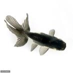 ( местного производства золотая рыбка ) перо . осень . глубокий видеть . рыба место производство (1 шт )