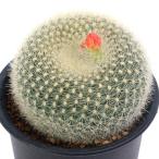 サボテンパロディア雪晃３号