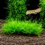 ( водоросли )* выращивание settled * Willow Moss sp. narrow подушка ( подводный лист )( нет пестициды )(1 шт )