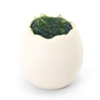 ( водоросли )eg посадочная машина Willow Moss ( подводный лист )( нет пестициды )(1 шт )