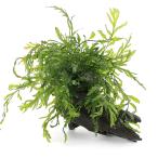 ( водоросли ) наматывать длина bo рубин tishyutiroti коряга M размер ( примерно 20cm)( подводный лист )( нет пестициды )(3 шт )