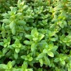 ( водоросли )ro треска okaruti флора ( водный лист )( нет пестициды )(10шт.@)