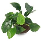 ( водоросли ) Anubias nana. скальная порода маленький шарик (3~5cm)( водный лист )(1 шт )