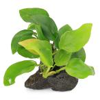 ( водоросли ) Anubias nana золотой способ гора камень маленький шарик (3~5cm)( водный лист )(1 шт )
