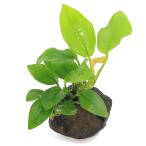 ( водоросли ) Anubias nana золотой . скальная порода маленький шарик (3~5cm)( водный лист )(1 шт )