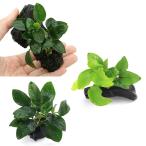 ( водоросли ) стандартный. Anubias nana коряга Mini размер 3 вида комплект (8cm и меньше )( водный лист )(1 комплект )