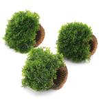 ( водоросли )* выращивание settled * жизнь мульти- ( чай ) premium зеленый Moss ( подводный лист )( нет пестициды )(3 шт )