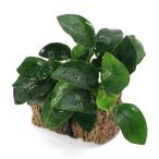 ( водоросли ) Anubias nana маленький TSUMIKI( водный лист )(1 шт )