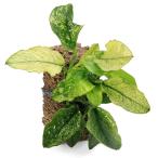 ( водоросли ) Anubias nana. ввод TSUMIKI( водный лист )(1 шт )