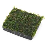 ( водоросли ) наматывать длина Willow Moss уголь доска маленький ( подводный лист )( нет пестициды )(1 листов )
