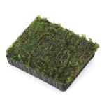( водоросли ) наматывать длина ja Ian to Южная Америка Willow Moss уголь доска маленький ( подводный лист )( нет пестициды )(1 листов )