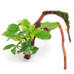 ( водоросли ) Anubias nana золотой & Южная Америка Willow Moss есть ветка форма коряга S размер (10cm~)( 1 шт. )