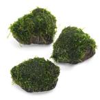 ( водоросли ) наматывать длина Fuji u Logo goke(spa- тонн Moss ). скальная порода SS размер (8cm и меньше )( нет пестициды )( подводный лист )(1 шт )