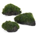 ( водоросли ) наматывать длина premium зеленый Moss . скальная порода S размер ( примерно 10cm)( подводный лист )( нет пестициды )(1 шт )