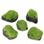 ( водоросли ) наматывать длина lisia. скальная порода маленький шарик (3~5cm)( подводный лист )( нет пестициды )(3 шт )