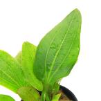 ( водоросли ) Echinodorus cell bs( водный лист )( нет пестициды )(1 pot )