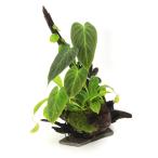 (テラリウム)一点物 置くだけ簡単 テラ向け植物 レイアウト流木(461682)(無農薬)(1個)
