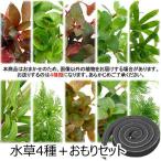 ( водоросли ) случайный водоросли набор упаковка 4 вид ( итого 40шт.@)+... комплект ( водный лист )( нет пестициды )(1 упаковка )