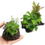 ( водоросли ) наш магазин популярный водоросли ....2 вида комплект . скальная порода + коряга S( водный лист )( нет пестициды )( каждый 1 шт )