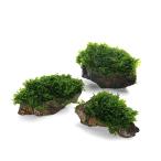 ( водоросли )* выращивание settled * premium зеленый Moss способ гора камень маленький шарик ( подводный лист )( нет пестициды )(3 шт )