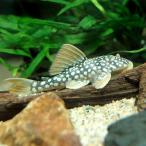 ( тропическая рыба ) Gold край * Magnum Plecostomus ( wild )(1 шт ) Hokkaido * Kyushu авиапочта необходимо теплоизоляция 