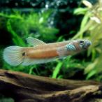 ( тропическая рыба ) бойцовая рыбка * Uni ma кулер ta( wild )(1 пара ) Hokkaido * Kyushu авиапочта необходимо теплоизоляция 