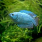 ( тропическая рыба ) кобальт голубой *dowa- фугу Lamy (1 пара ) Hokkaido * Kyushu авиапочта необходимо теплоизоляция 