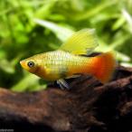 ( тропическая рыба ) высокий ласты * шероховатость atas(4 шт ) Hokkaido * Kyushu авиапочта необходимо теплоизоляция 