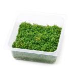 （水草）オリジナル組織培養　キューバパールグラス（無農薬）（１カップ）