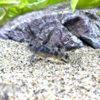 ( тропическая рыба ) Corydoras * высокий ласты pa редкость tas(1 шт ) Hokkaido авиапочта необходимо теплоизоляция 