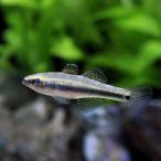 （熱帯魚）タナゴモドキ　インドネシア産（