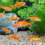 ( domestic production goldfish ) raw bait small red feed for goldfish Yamatokooriyama production (10 pcs ) feed gold bait gold . bait 