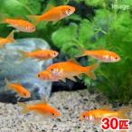 (国産金魚)生餌 小赤 エサ用金魚 大和郡山産(30匹) エサ金 餌金 活餌