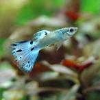 ( тропическая рыба ) opal blue mo The ik* Guppy ( местного производства Guppy )(1 пара ) Hokkaido * Kyushu авиапочта необходимо теплоизоляция 
