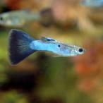 ( тропическая рыба ) певец b lube Roo tail * Guppy ( местного производства Guppy )(1 пара ) Hokkaido * Kyushu авиапочта необходимо теплоизоляция 