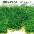 ( водоросли )* выращивание settled * Willow Moss plate ( подводный лист )( нет пестициды )(3 шт )
